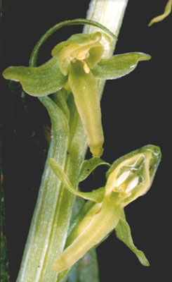 Platanthera obtusata