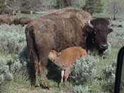 Büffel im Yellowstone