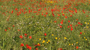 Blumenwiese auf Zypern